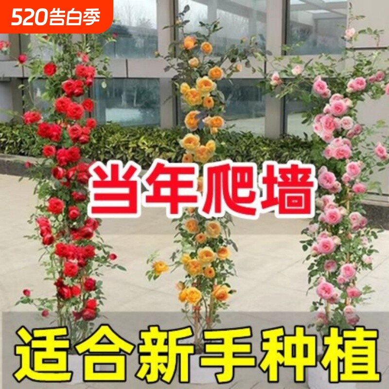 蔷薇花苗藤本月季大花庭院花园爬墙攀援爬藤植物阳台玫瑰花卉盆栽