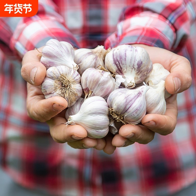 干大蒜辛辣紫皮大蒜耐寒多瓣大蒜头炒菜佐料蒜蓉原料家用调味料,水产肉类/新鲜蔬果/熟食,大蒜,淘宝优惠券,粉丝福利购,淘宝优惠卷