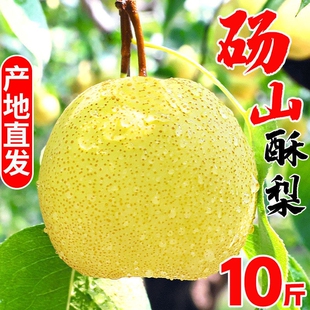 正宗砀山酥梨新鲜梨子当季现摘安徽特产汤山梨老树黄雪梨大果脆甜