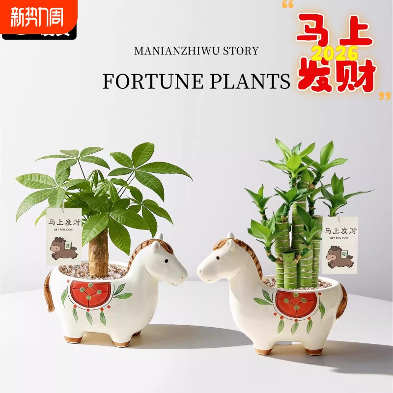 马上小马发财树小盆栽办公室桌面绿植招财植物马年伴手礼橡皮树