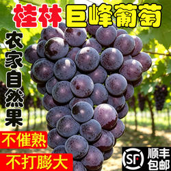 广西桂林正宗巨峰葡萄兴安溶江新鲜现摘老树自然果整箱批发5/10斤