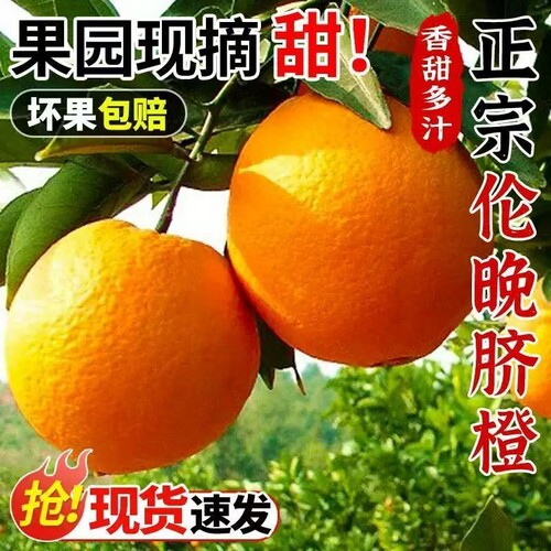 湖北正宗伦晚秭归橙子多汁水果大果新鲜现摘应季孕妇酸甜当季脐橙