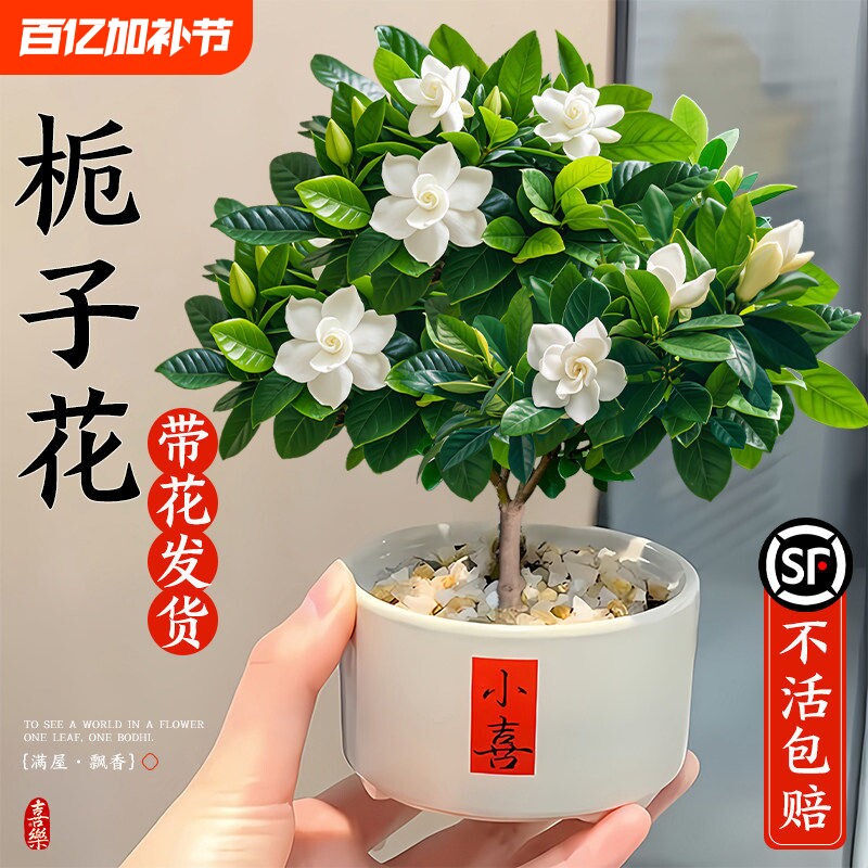 栀子花盆栽带花苞绿植物办公室内四季开花卉桌面好养棒棒糖栀子花