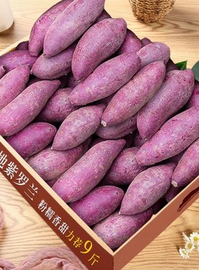 正宗紫薯中果沙地紫罗兰紫薯番薯地瓜当季蔬菜农家自种新鲜现挖