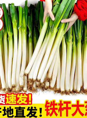 正宗山东大葱铁杆长白葱甜脆葱当季蔬菜鲜大葱香葱带半叶发货