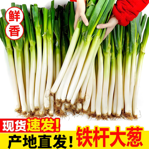 正宗山东大葱铁杆长白葱甜脆葱当季蔬菜鲜大葱香葱带半叶发货