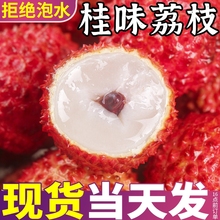 正宗桂味荔枝树上熟大果当季新鲜现摘水果爆甜大糯米妃糍子笑包邮