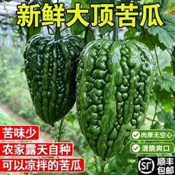 广西桂林大顶苦瓜农家露天自种新鲜现摘凉瓜应季圆形微苦凉拌蔬菜