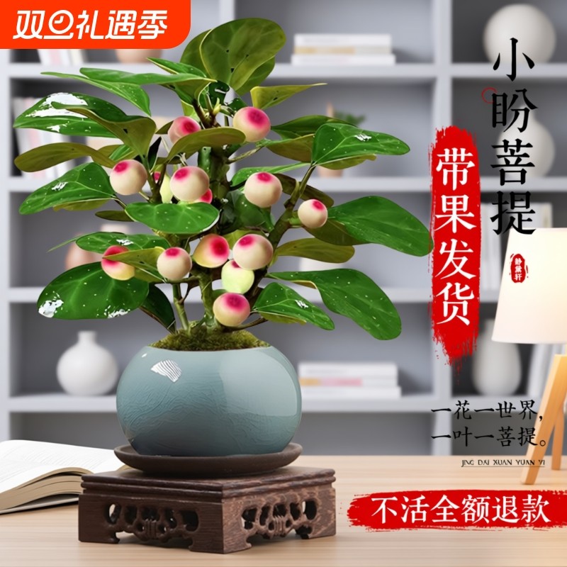 小盼菩提盆栽带果办公室桌面绿植客厅禅意摆件菩提树办公桌老桩