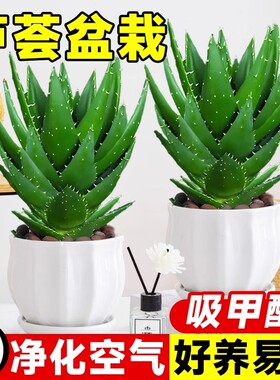 绿植芦荟盆栽多肉植物阳台