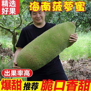 三亚黄肉菠萝蜜一整个新鲜水果波罗蜜特产海南整箱包邮热带大果