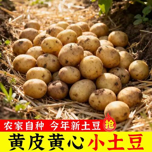 农家自种黄心小土豆洋芋