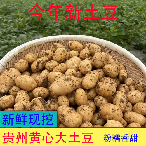 新鲜黄皮大土豆黄心粉糯