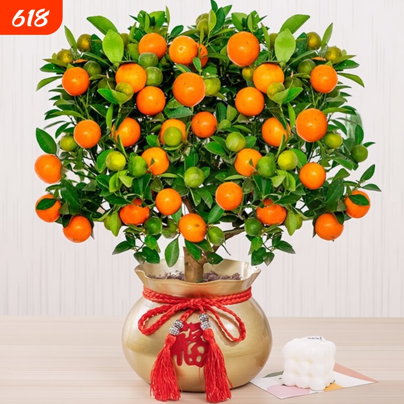 四季金桔树苗盆栽带果客厅招财植物室内花卉绿植小橘子盆景年宵花