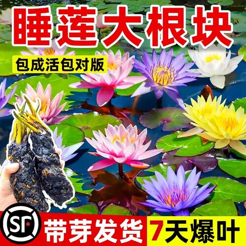 睡莲水培植物盆栽带花四季开花卉大根块池塘莲花种苗水养荷花根茎