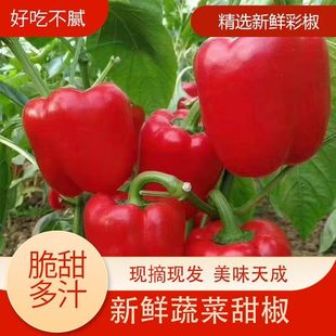 新鲜水果彩椒生吃灯笼甜椒寿光蔬菜圆椒红黄五彩椒脆甜不辣当季