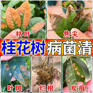 桂花树专用营养液桂花树枯叶干尖枯叶病黄叶焦叶干尖专用药肥料J