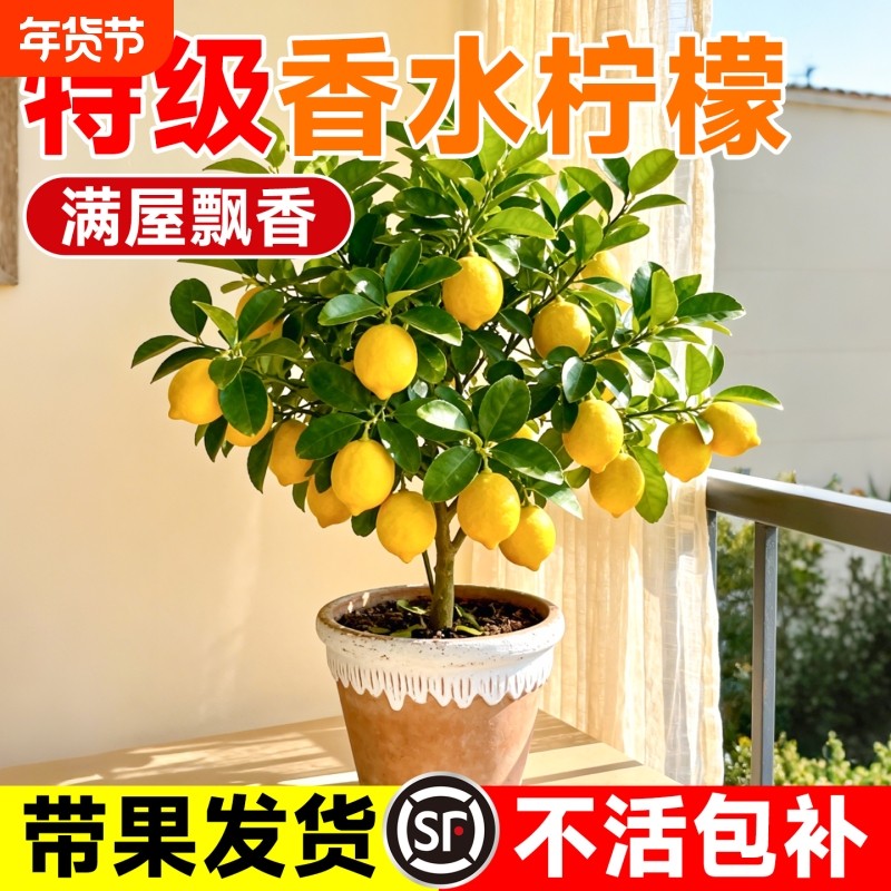 香水柠檬盆栽带果老桩水果树苗客厅绿植物可食用室内外阳台好养活