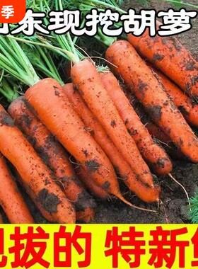 正宗胡萝卜新鲜现挖蔬菜带泥胡萝卜生吃脆甜农家自种胡萝卜整箱