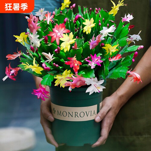 基地直销 新品特惠