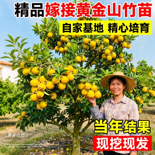 黄金山竹树苗盆栽嫁接无籽果树