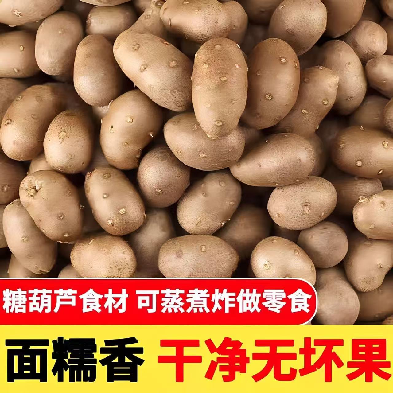 农家新鲜采摘小白嘴山药豆铁棍山药豆冰糖葫芦用豆优质产地鲜山药