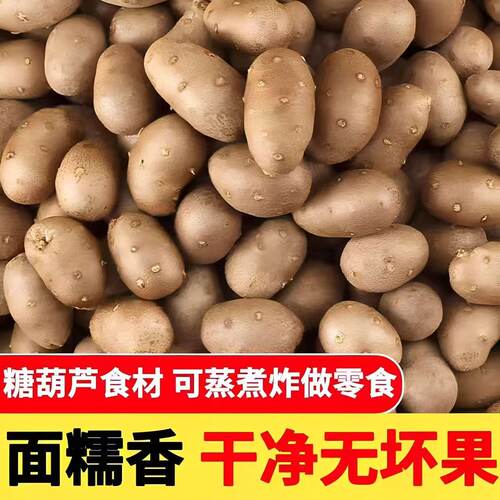 农家新鲜采摘小白嘴山药豆铁棍山药豆冰糖葫芦用豆优质产地鲜山药