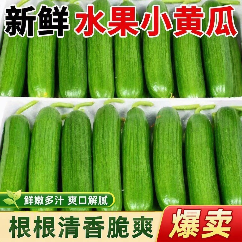 正宗荷兰水果黄瓜新鲜小黄瓜现摘小青瓜蔬菜农家山东旱生吃