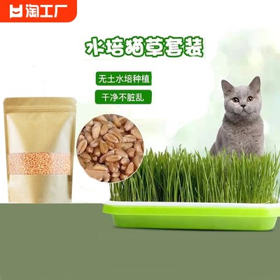 水培猫草猫咪化毛去毛球小麦种子