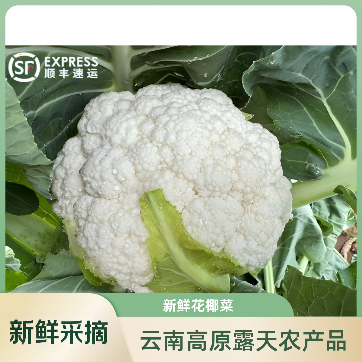 出口品质 顺丰冷链包邮云南新鲜白花菜 花椰菜 农家当季时令蔬菜