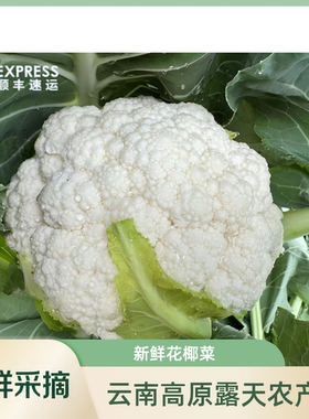 出口品质 顺丰冷链包邮云南新鲜白花菜 花椰菜 农家当季时令蔬菜