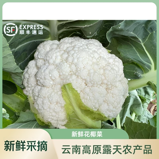 出口品质 顺丰冷链包邮云南新鲜白花菜 花椰菜 农家当季时令蔬菜