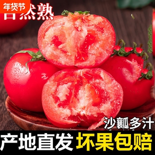 四川攀枝花阳光水果西红柿斤新鲜自然熟生吃普罗旺斯沙瓤番茄