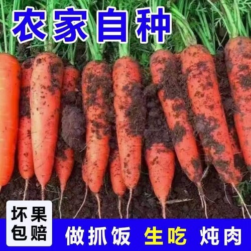 胡萝卜新鲜农家自种带泥应季蔬菜当季可生食水果胡萝卜脆甜多汁
