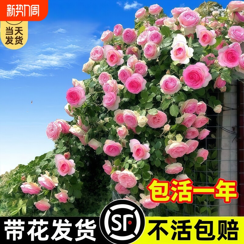 藤本月季花苗特大花浓香庭院植物室内花卉盆栽玫瑰爬藤蔷薇四季开