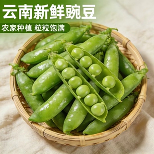 青豌豆粒水果 云南特产豌豆新鲜现摘豌豆荚农家蔬菜应当季