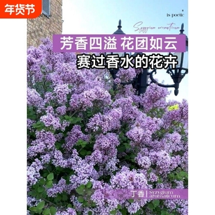 丁香花树苗盆栽四季花卉耐寒欧洲阳台室外庭院绿植物香水种植开花