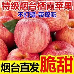 正宗山东烟台红富士苹果新鲜水果应当季栖霞苹果脆甜多汁产地直发
