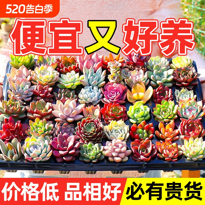 多肉植物大颗好养室内小盆栽绿植物花卉批发价有贵货幼儿园易存活