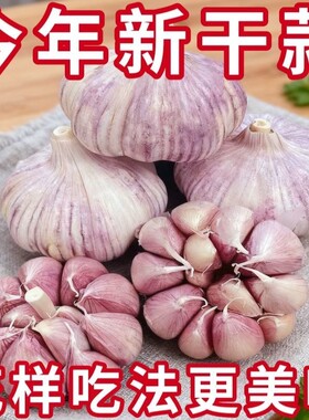 【特大干蒜】山东金乡紫白皮大蒜头新鲜干蒜多瓣蒜优质干蒜批发