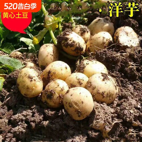 新鲜小土豆湖北天门农家自种