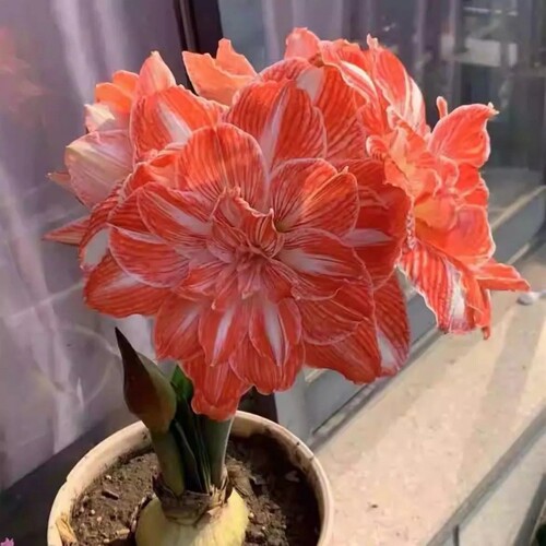 重瓣朱顶红荷兰进口盆栽四季开花黑天鹅大花皇后荣耀双龙爱神漩涡