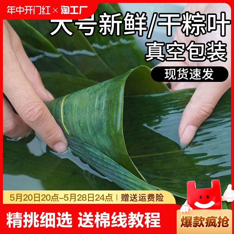 100片精选粽叶新鲜粽子叶包粽子专用端午节粽叶干大号宽箬叶铺垫