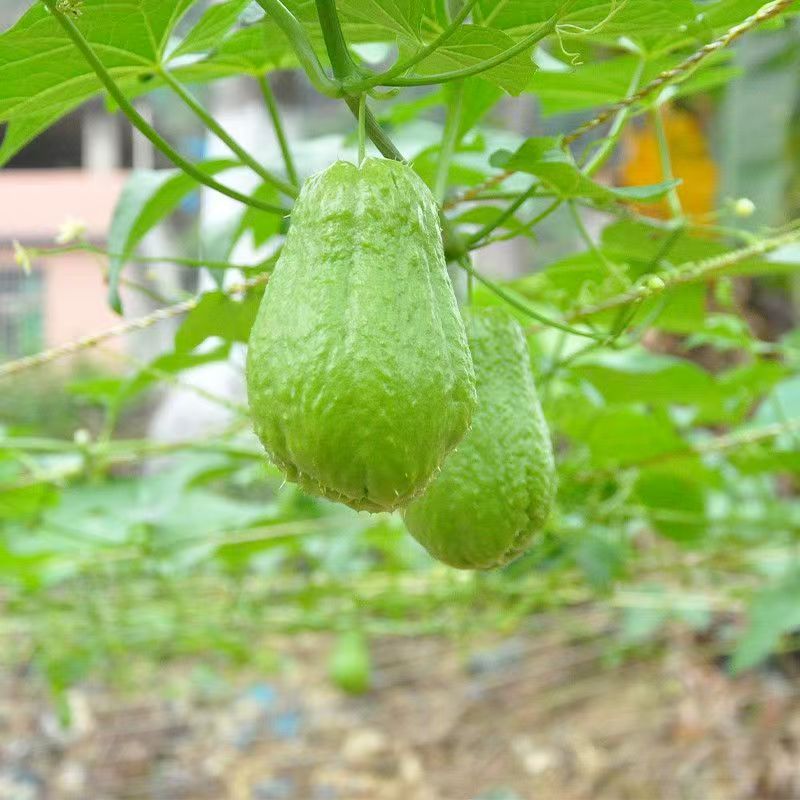 云南现摘新鲜佛手瓜批发窝瓜洋瓜丰收当季农家蔬菜丝瓜自种寿瓜