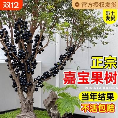 正宗四季嘉宝果苗树树葡萄果苗沙巴艾斯卡庭院果树南北方种植盆栽