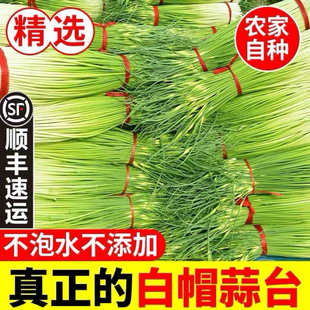 顺丰现货蒜苔新鲜脆嫩农家新白帽蒜苔脆嫩蒜薹嫩蒜苗当季新货包邮