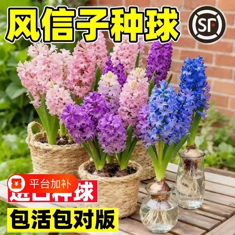 风信子种球盆栽带芽水培植物花卉室内绿植花水仙种子郁金香鲜花苗