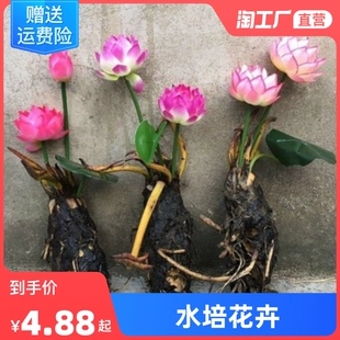 大睡莲根块池塘睡莲花水培植物四季 莲花盆栽水养花卉荷花睡莲根茎