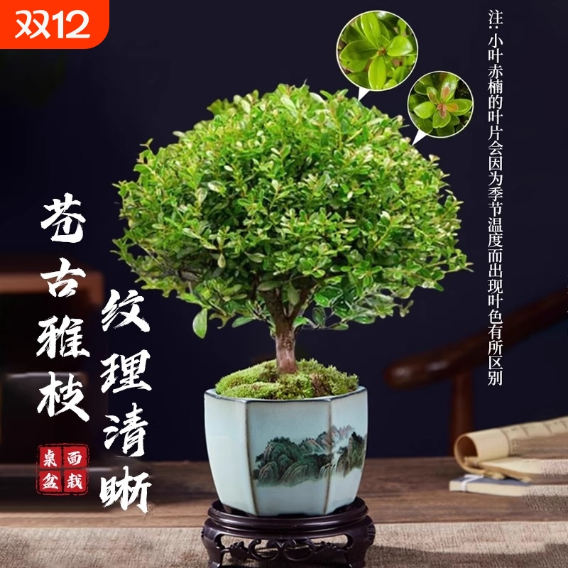 小叶赤楠老桩树苗紫檀微景观办公室四季好养金丝楠木盆栽桌面绿植