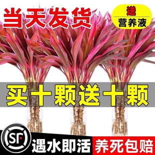 富贵竹水培植物紫竹粗杆带根水养客厅招财竹子室内绿植发财竹好养